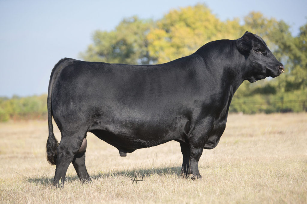 CARD Linebacker 56C - Bovine Elite